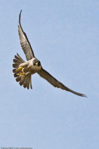 Peregrine-Falcon-PC-Mike-Baird-bairdphoto-com